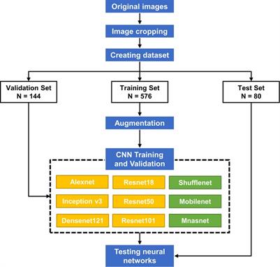 Artificial intelligence for assessing the severity of microtia via deep convolutional neural networks